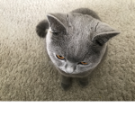 The op cat group