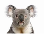 koalas are epic