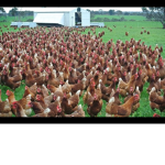 Rooooster army