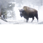 #buffalo squaddd