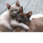 CatsDaBest