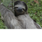 Sloths Live Forever