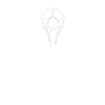 RΙOT