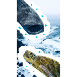 Turtles & Sharks