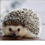 Hedgehogsfolife