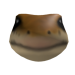 The Lizard and Dog Group
