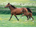Horses luvers!!!!