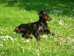 The Aruban Doberman