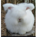 ANIMALS ARE AMAZINGLY AWESOME