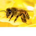 Buzzy bois