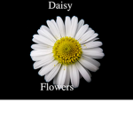 Daisy Flower