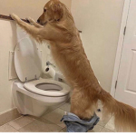 Doggy training group only