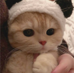 ~ ∙ kitties world ∙ ~