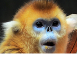 Monkey mania clan