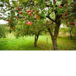 The Applze tree