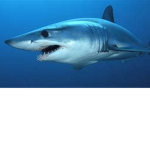 Da_SharkSquad