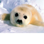 seal_ studios