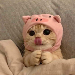 Bellabebear