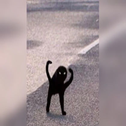 funny black cat Roblox decal