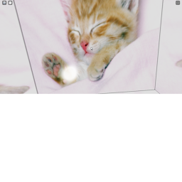 Kitten Village