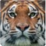 EpicTiger Fan group