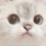 Cat is inw