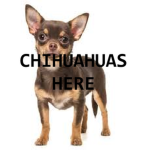 chihuahuas here