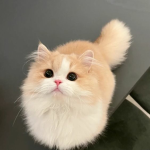 c h e r u b