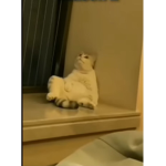 Hola amiguibis