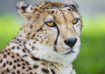 Le Guépard