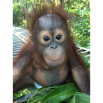 The Official Monkey Tribe