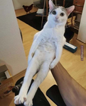 SOOBYS DEV