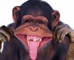 Cool monkey friends