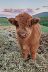 Every cow is welcome
