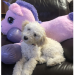 Cute pups forever!!!