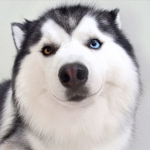 Cool huskies
