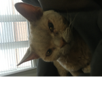 CatMaster4421