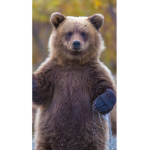 [The Friendly Bears]