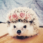 Beautiful babys