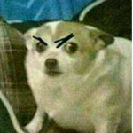 The Cursed Dog