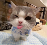 -Cartoon kitty's-