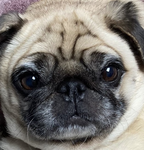 Pug~gang