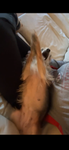 Alli_bluex