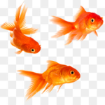 Spicy Fish Club