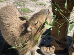 Capybara DREAM PERSON