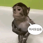 킴디 스튜디오 (KIMDI STUDIO)
