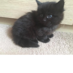 Floof only!