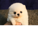 Cute Games