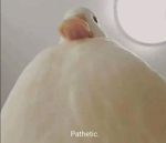 duck :x