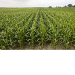 Corn Coopers